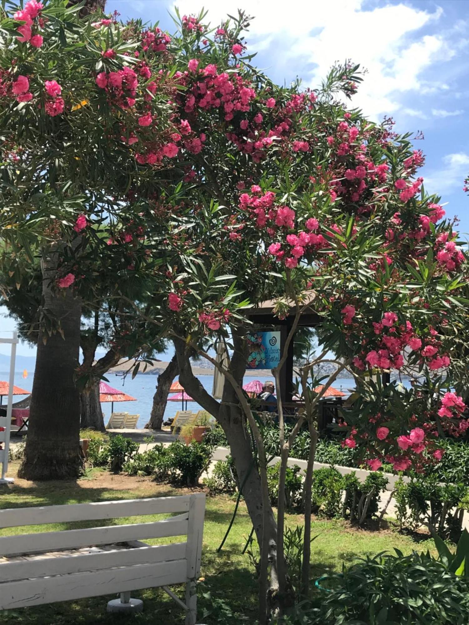 Yilmaz Hotel Ortakent Εξωτερικό φωτογραφία