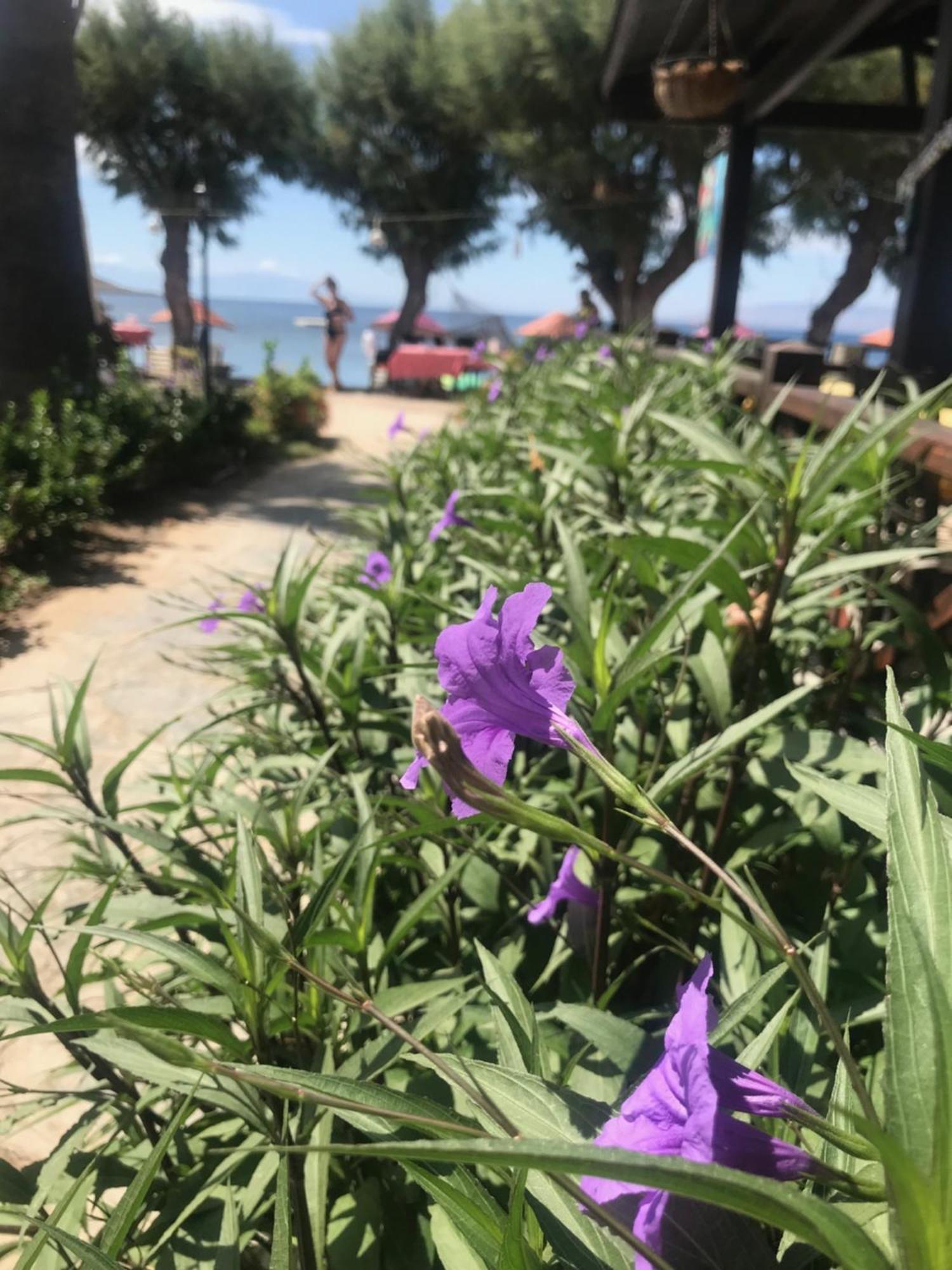 Yilmaz Hotel Ortakent Εξωτερικό φωτογραφία